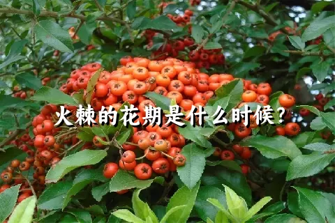 火棘的花期是什么时候？