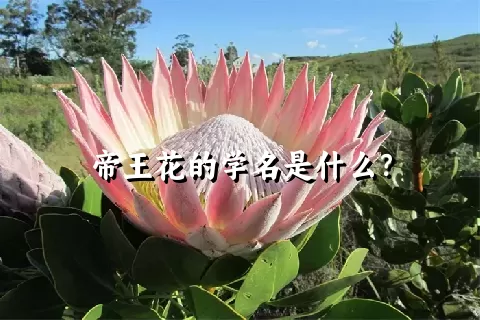 帝王花的学名是什么？