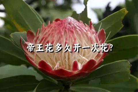 帝王花多久开一次花？