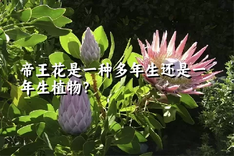 帝王花是一种多年生还是一年生植物？