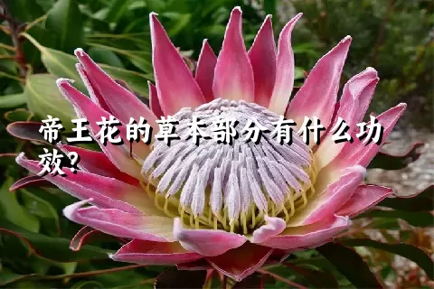 帝王花的草本部分有什么功效？