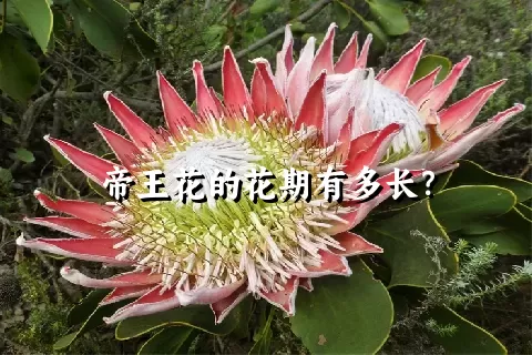 帝王花的花期有多长？