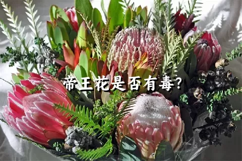 帝王花是否有毒？