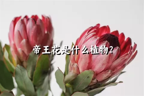 帝王花是什么植物？