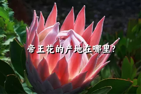 帝王花的产地在哪里？