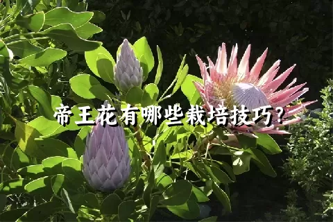 帝王花有哪些栽培技巧？