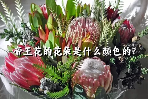 帝王花的花朵是什么颜色的？