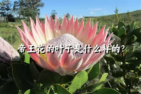 帝王花的叶子是什么样的？