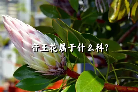 帝王花属于什么科？