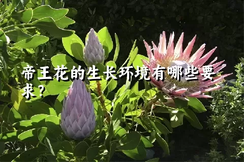 帝王花的生长环境有哪些要求？