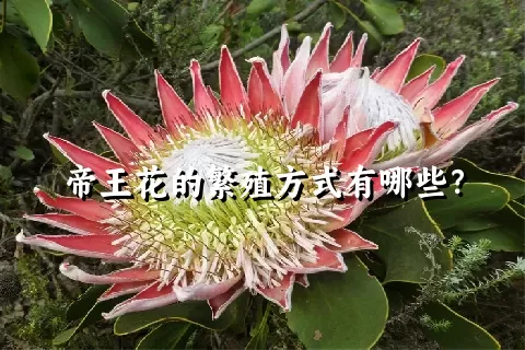 帝王花的繁殖方式有哪些？