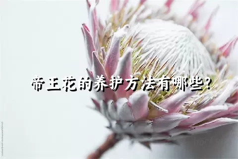 帝王花的养护方法有哪些？