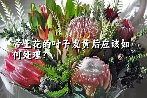 帝王花的叶子发黄后应该如何处理？