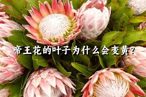 帝王花的叶子为什么会变黄？