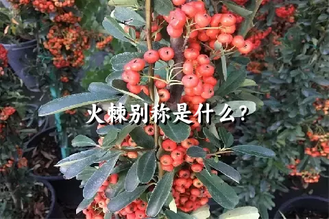 火棘别称是什么？