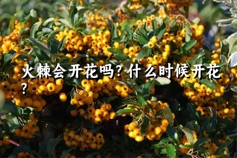 火棘会开花吗？什么时候开花？