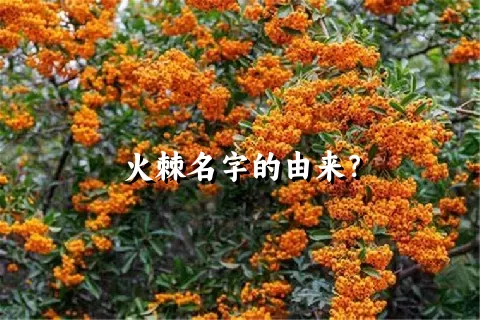 火棘名字的由来？