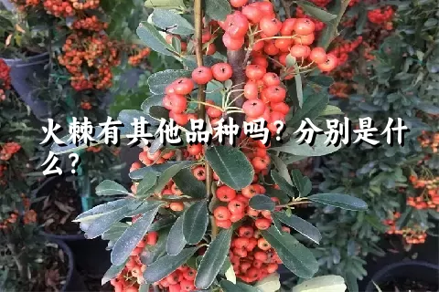 火棘有其他品种吗？分别是什么？