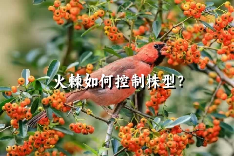 火棘如何控制株型？