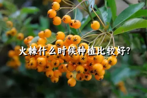 火棘什么时候种植比较好？