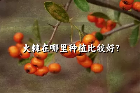 火棘在哪里种植比较好？