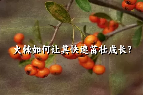 火棘如何让其快速茁壮成长？