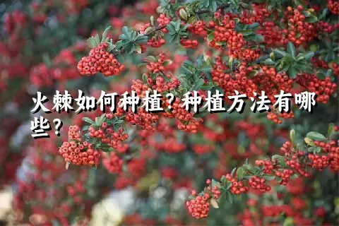 火棘如何种植？种植方法有哪些？