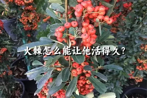 火棘怎么能让他活得久？