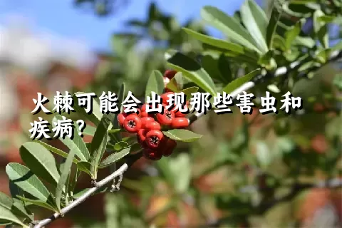 火棘可能会出现那些害虫和疾病？