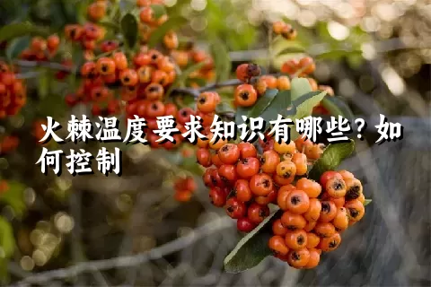 火棘温度要求知识有哪些？如何控制