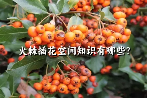 火棘插花空间知识有哪些？