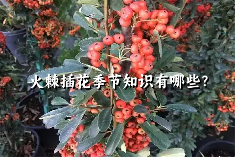 火棘插花季节知识有哪些？