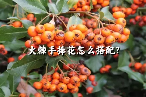 火棘手捧花怎么搭配？