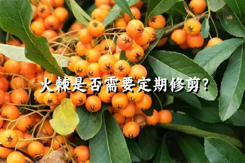 火棘是否需要定期修剪？