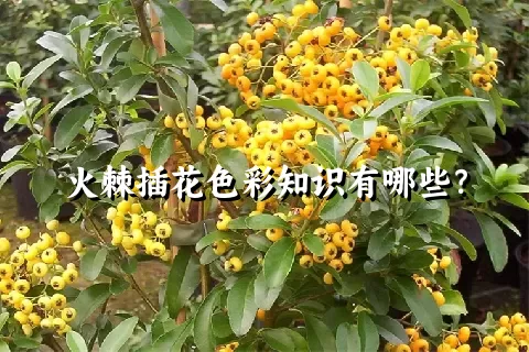 火棘插花色彩知识有哪些？