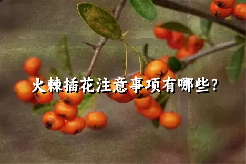 火棘插花注意事项有哪些？