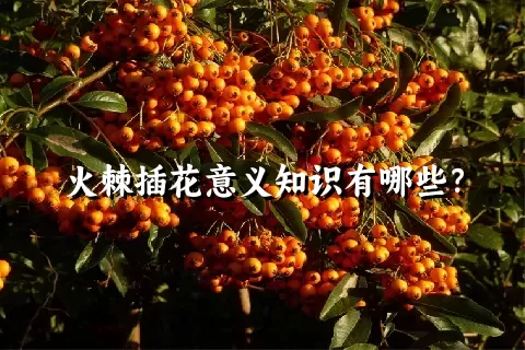 火棘插花意义知识有哪些？