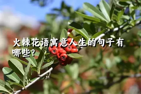 火棘花语寓意人生的句子有哪些？