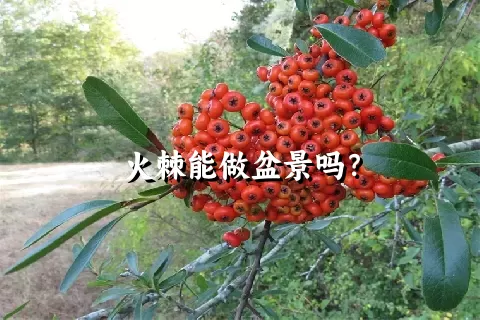 火棘能做盆景吗？