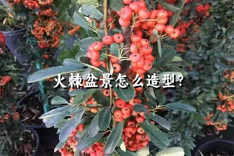 火棘盆景怎么造型？