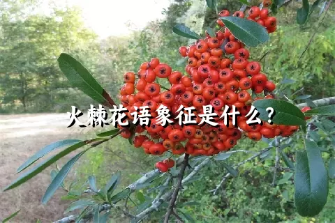 火棘花语象征是什么？