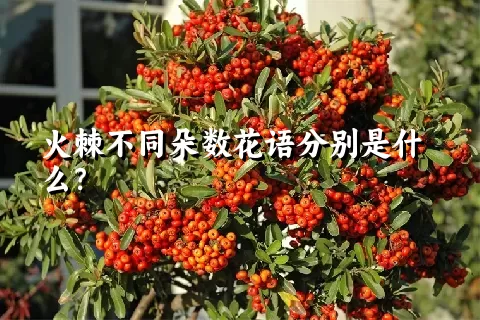 火棘不同朵数花语分别是什么？