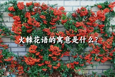 火棘花语的寓意是什么？