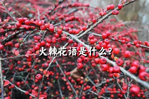 火棘花语是什么？