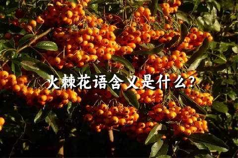 火棘花语含义是什么？