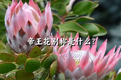 帝王花别称是什么？