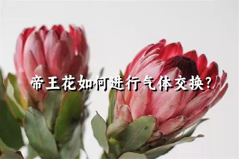 帝王花如何进行气体交换？