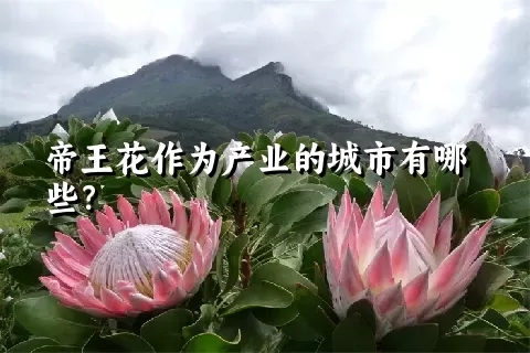 帝王花作为产业的城市有哪些？