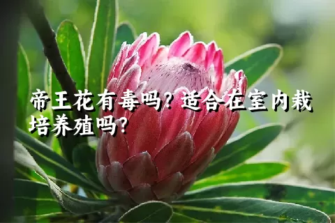 帝王花有毒吗？适合在室内栽培养殖吗？