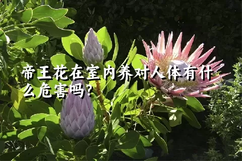 帝王花在室内养对人体有什么危害吗？